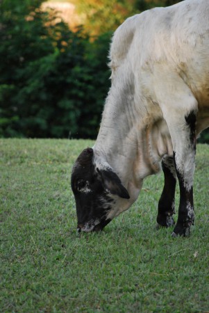 animais selvagens